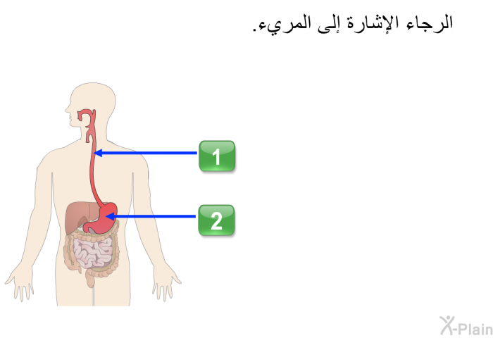 الرجاء الإشارة إلى المريء.