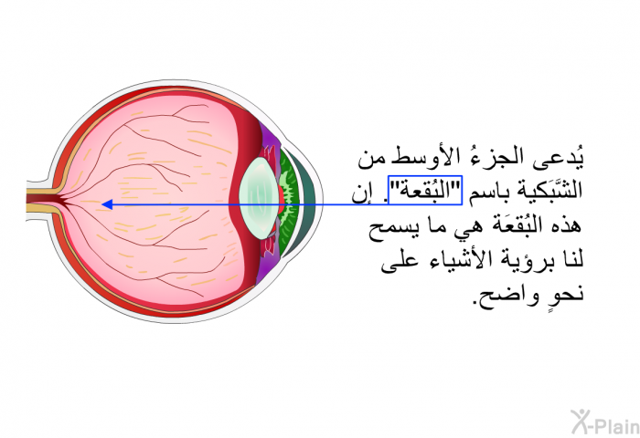 يُدعى الجزءُ الأوسط من الشَّبَكية باسم "البُقعة". إن هذه البُقعَة هي ما يسمح لنا برؤية الأشياء على نحوٍ واضح.