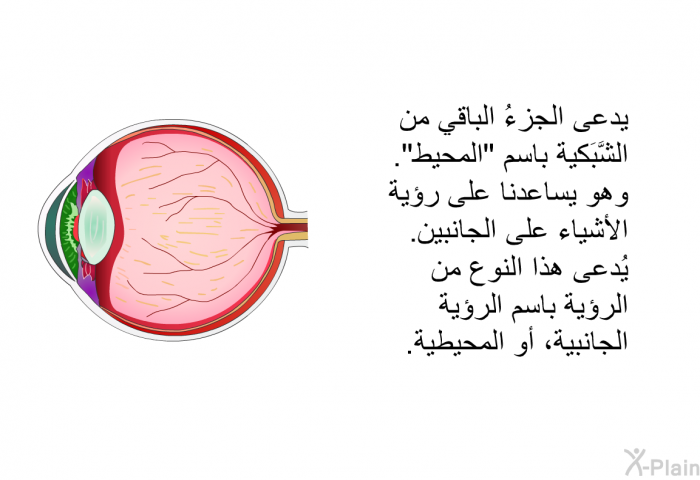 يدعى الجزءُ الباقي من الشَّبَكية باسم "المحيط". وهو يساعدنا على رؤية الأشياء على الجانبين. يُدعى هذا النوع من الرؤية باسم الرؤية الجانبية، أو المحيطية.