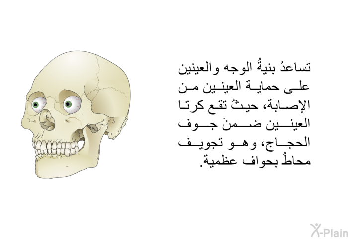 تساعدُ بنيةُ الوجه والعينين على حماية العينين من الإصابة، حيثُ تقع كرتا العينين ضمنَ جوف الحجاج، وهو تجويف محاطُ بحواف عظمية.