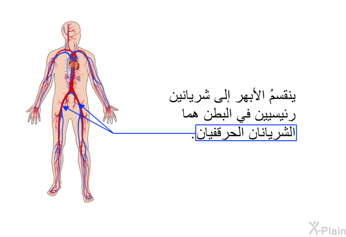 ينقسمُ الأبهر إلى شريانين رئيسيين في البطن هما الشريانان الحرقفيان.