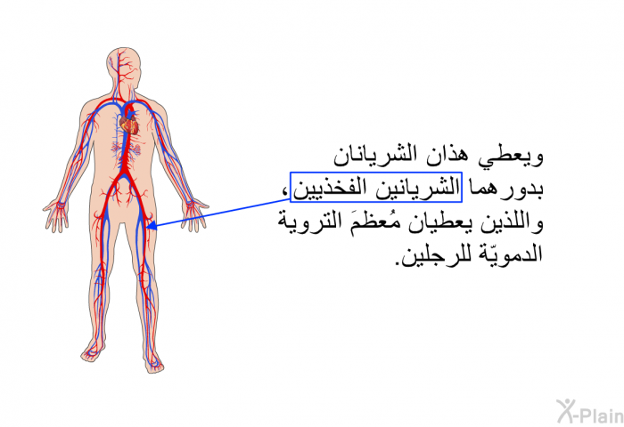 ويعطي هذان الشريانان بدورهما الشريانين الفخذيين، واللذين يعطيان مُعظمَ التروية الدمويّة للرجلين.