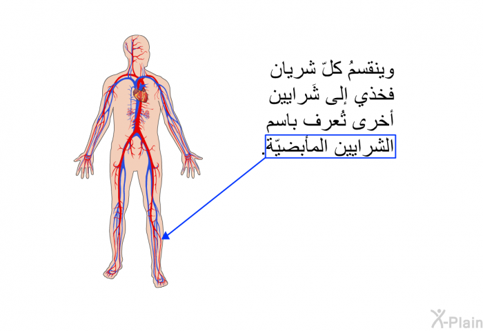 وينقسمُ كلّ شريان فخذي إلى شَرايين أخرى تُعرف باسم الشرايين المأبضيّة.