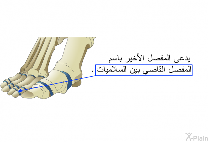 يدعى المفصل الأخير باسم "المفصل القاصي بين السلاميات".