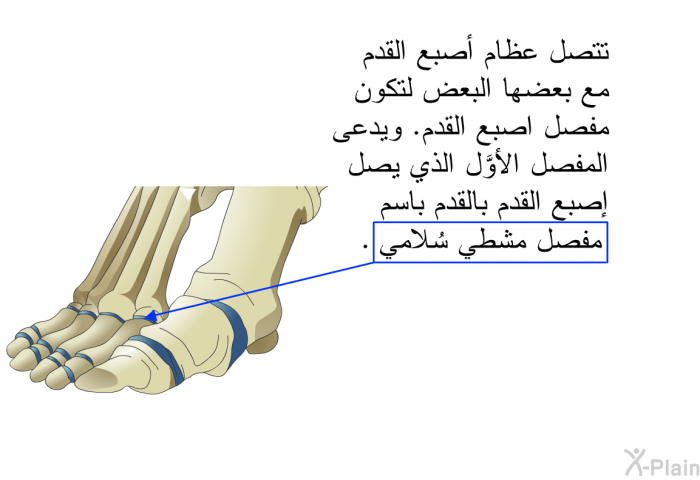 تتصل عظام أصبع القدم مع بعضها البعض لتكون مفصل اصبع القدم. ويدعى المفصل الأوَّل الذي يصل إصبع القدم بالقدم باسم "مفصل مشطي سُلامي".