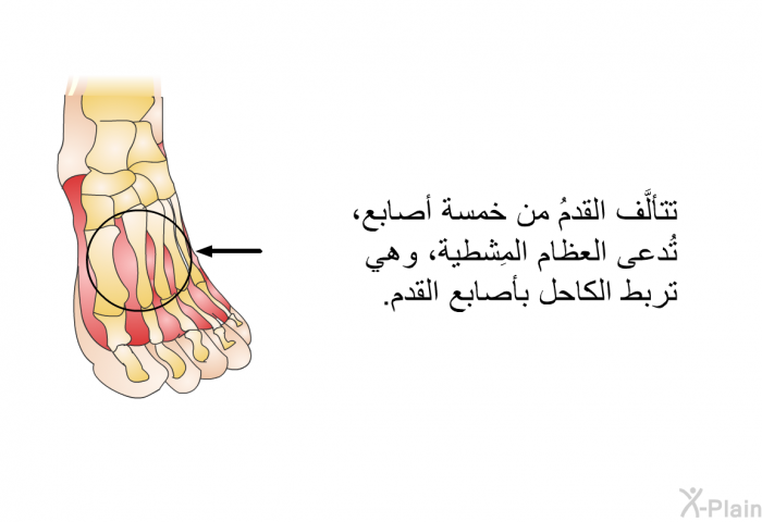 تتألَّف القدمُ من خمسة أصابع، تُدعى العظام المِشطية، وهي تربط الكاحل بأصابع القدم.