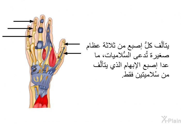 يتألَّف كلُّ إصبع من ثلاثة عظام صغيرة تُدعى السُّلاميات، ما عدا إصبع الإبهام الذي يتألَّف من سُلاميتين فقط.