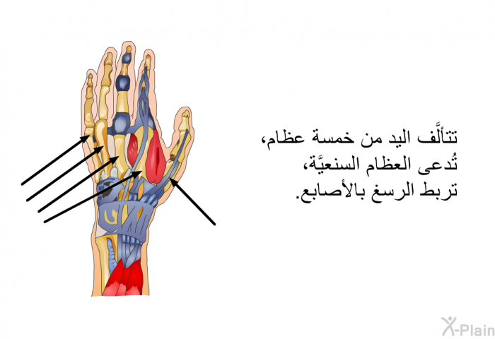 تتألَّف اليد من خمسة عظام، تُدعى العظام السنعيَّة، تربط الرسغ بالأصابع.