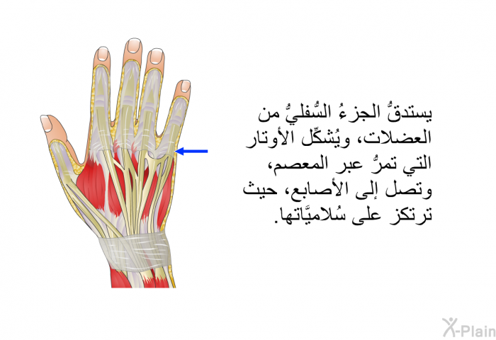 يستدقُّ الجزءُ السُّفليُّ من العضلات، ويُشكِّل الأوتار التي تمرُّ عبر المعصم، وتصل إلى الأصابع، حيث ترتكز على سُلاميَّاتها.