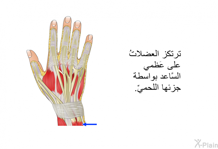 ترتكز العضلاتُ على عَظمي السَّاعد بواسطة جزئها اللحميِّ.