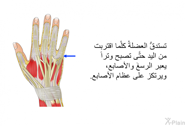 تستدقُّ العضلةُ كلَّما اقتربت من اليد حتَّى تصبح وتراً يعبر الرسغَ والأصابع، ويرتكز على عظام الأصابع.