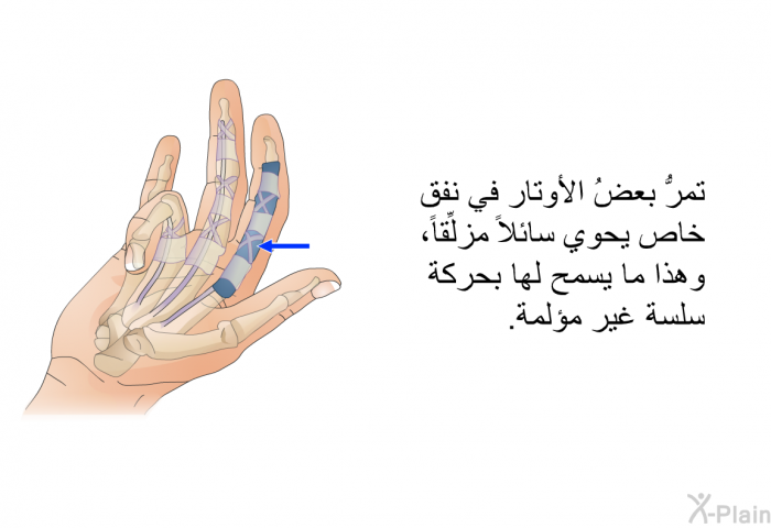 تمرُّ بعضُ الأوتار في نفق خاص يحوي سائلاً مزلِّقاً، وهذا ما يسمح لها بحركة سلسة غير مؤلمة.