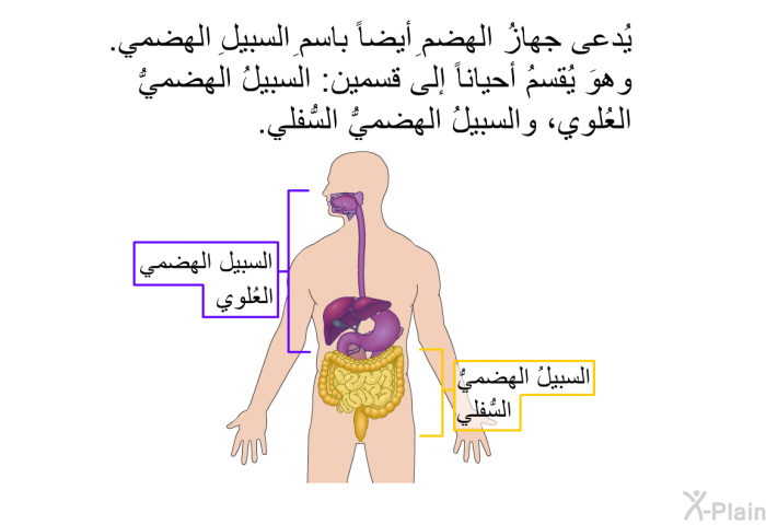 يُدعى جهازُ الهضمِ أيضاً باسمِ السبيلِ الهضمي. وهوَ يُقسمُ أحياناً إلى قسمين: السبيلُ الهضميُّ العُلوي، والسبيلُ الهضميُّ السُّفلي.