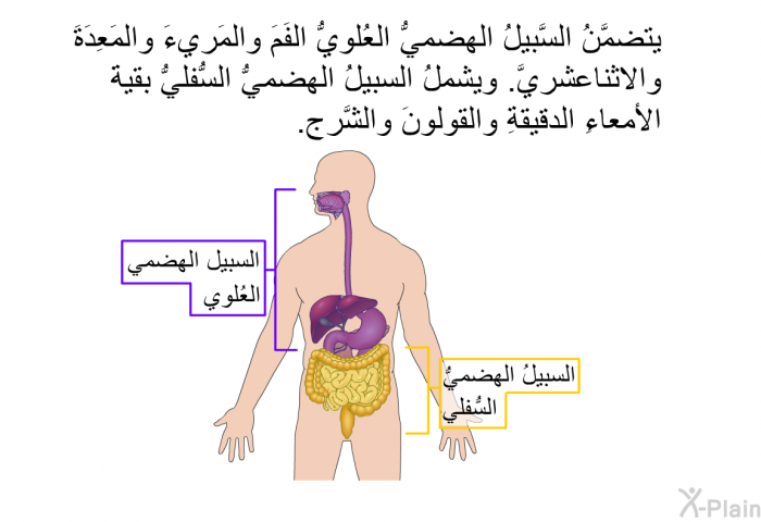 يتضمَّنُ السَّبيلُ الهضميُّ العُلويُّ الفَمَ والمَريءَ والمَعِدَةَ والاثناعشريَّ. ويشملُ السبيلُ الهضميُّ السُّفليُّ بقيةَ الأمعاءِ الدقيقةِ والقولونَ والشَّرج.