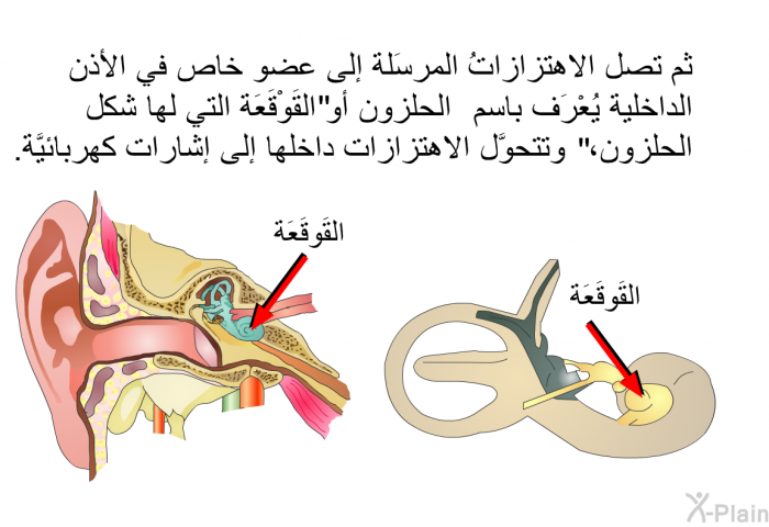 ثم تصل الاهتزازاتُ المرسَلة إلى عضو خاص في الأذن الداخلية يُعْرَف باسم "الحلزون" أو القَوْقَعَة التي لها شكل الحلزون، وتتحوَّل الاهتزازات داخلها إلى إشارات كهربائيَّة.