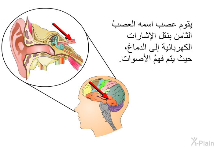 يقوم عصبٌ اسمه العصبُ الثامن بنقل الإشارات الكهربائية إلى الدماغ، حيث يتم فهمُ الأصوات.