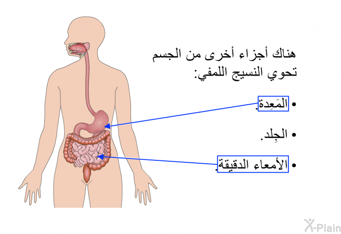 هناك أجزاء أخرى من الجسم تحوي النسيج اللمفي:   المَعِدة.  الجِلد. الأمعاء الدقيقة.