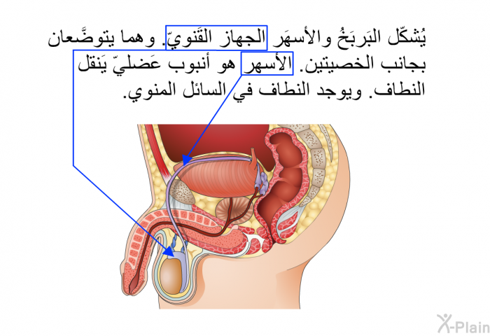 يُشكّل البَربَخُ والأسهَر الجهاز القَنويّ. وهما يتوضَّعان بجانب الخصيتين. الأسهر هو أنبوب عَضليّ يَنقل النطاف. ويوجد النطاف في السائل المنوي.