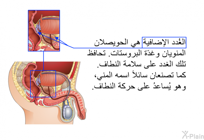 الغُدد الإضافية هي الحويصلان المنويان وغدّة البروستات. تحافظ تلك الغدد على سلامة النطاف. كما تصنعان سائلاً اسمه المني، وهو يُساعدُ على حركة النطاف.