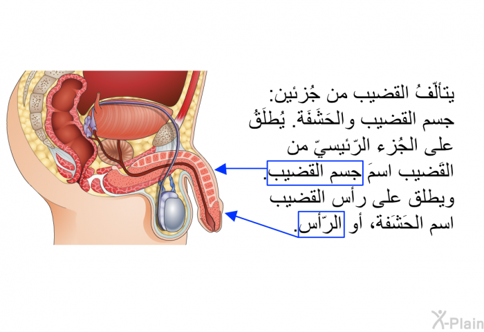 يتألّفُ القضيب من جُزئين: جسم القضيب والحَشَفَة. يُطلَقُ على الجُزء الرّئيسيّ من القَضيب اسمَ جسم القضيب. ويطلق على رأس القضيب اسم الحَشَفة، أو الرّأس.