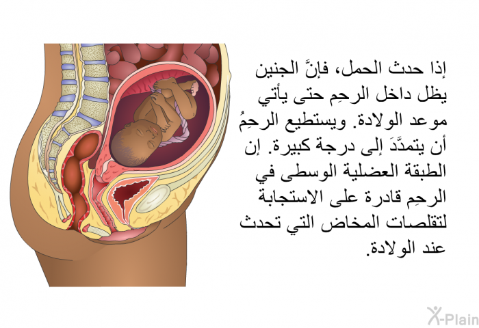 إذا حدث الحمل، فإنَّ الجنين يظل داخل الرحِم حتى يأتي موعد الولادة. ويستطيع الرحِمُ أن يتمدَّدَ إلى درجة كبيرة. إن الطبقة العضلية الوسطى في الرحِم قادرة على الاستجابة لتقلصات المخاض التي تحدث عند الولادة.