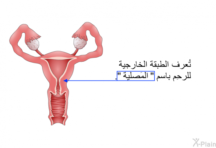 تُعرف الطبقة الخارجية للرحِم باسم "المَصلية".