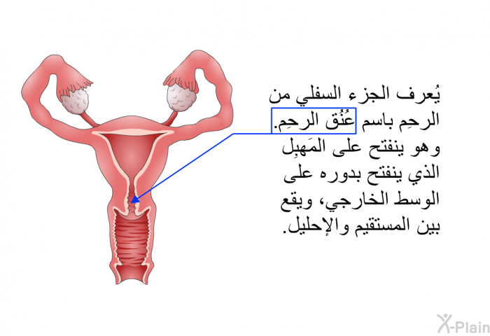 يُعرف الجزء السفلي من الرحِم باسم عُنُق الرحِم. وهو ينفتح على المَهبِل الذي ينفتح بدوره على الوسط الخارجي، ويقع بين المستقيم والإحليل.