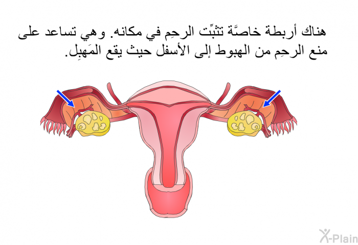 هناك أربطة خاصَّة تثبِّت الرحِم في مكانه. وهي تساعد على منع الرحِم من الهبوط إلى الأسفل حيث يقع المَهبِل.