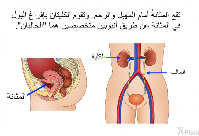 تقع المثانةُ أمام المَهبِل والرحِم. وتقوم الكليتان بإفراغ البول في المثانة عن طريق أنبوبين متخصصين هما "الحالبان".