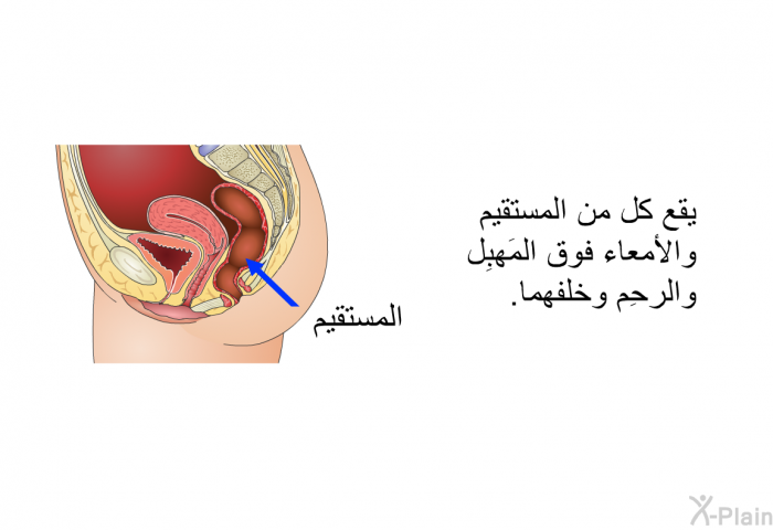 يقع كل من المستقيم والأمعاء فوق المَهبِل والرحِم وخلفهما.