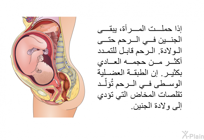 إذا حملت المرأة، يبقى الجنين في الرحم حتى الولادة<B>. </B>الرحم قابل للتمدد أكثر من حجمه العادي بكثير<B>. </B>إن الطبقة العضلية الوسطى في الرحم تُوَلِّد تقلصات المخاض التي تؤدي إلى ولادة الجنين<B>.</B>