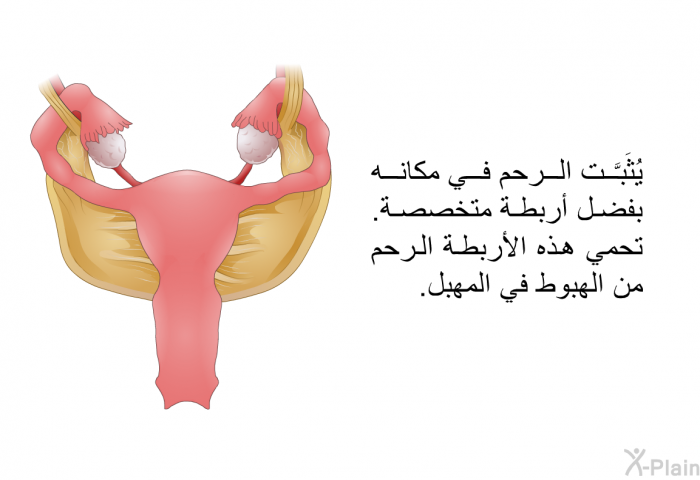 يُثَبَّت الرحم في مكانه بفضل أربطة متخصصة<B>. </B>تحمي هذه الأربطة الرحم من الهبوط في المهبل<B>.</B>