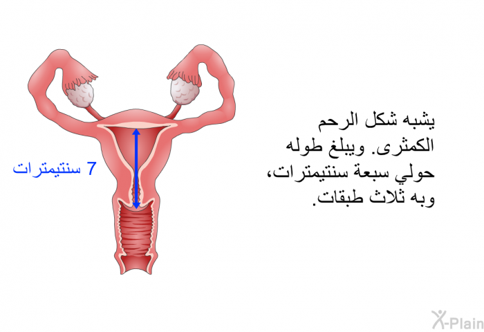 يشبه شكل الرحم الكمثرى. ويبلغ طوله حولي سبعة سنتيمترات، وبه ثلاث طبقات.