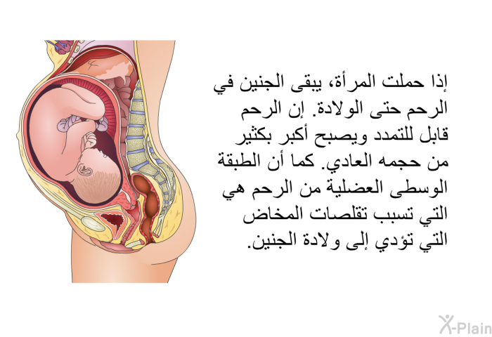 إذا حملت المرأة، يبقى الجنين في الرحم حتى الولادة. إن الرحم قابل للتمدد ويصبح أكبر بكثير من حجمه العادي. كما أن الطبقة الوسطى العضلية من الرحم هي التي تسبب تقلصات المخاض التي تؤدي إلى ولادة الجنين.