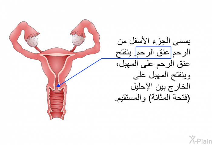 يسمى الجزء الأسفل من الرحم عنق الرحم. ينفتح عنق الرحم على المهبل، وينفتح المهبل على الخارج بين الإحليل (فتحة المثانة) والمستقيم.