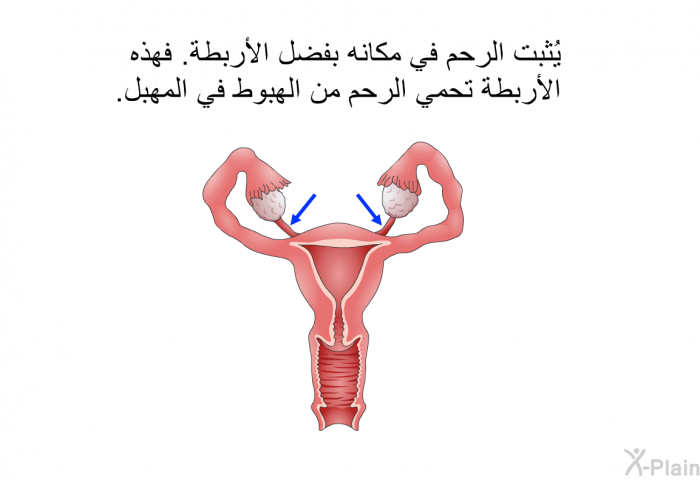 يُثبت الرحم في مكانه بفضل الأربطة. فهذه الأربطة تحمي الرحم من الهبوط في المهبل.