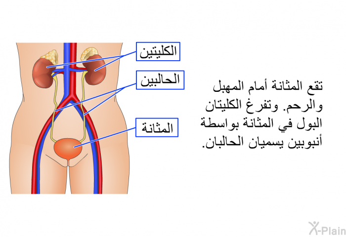 تقع المثانة أمام المهبل والرحم. وتفرغ الكليتان البول في المثانة بواسطة أنبوبين يسميان الحالبان.