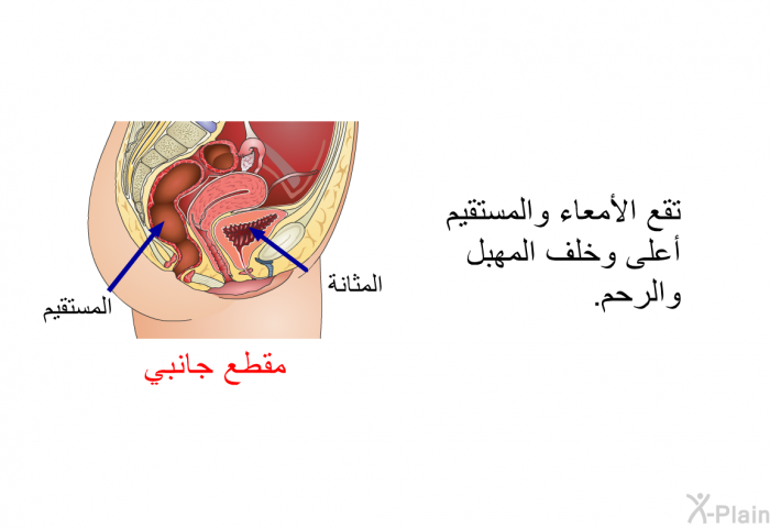 تقع الأمعاء والمستقيم أعلى وخلف المهبل والرحم.