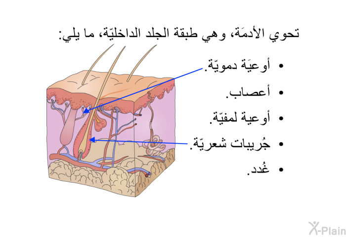 تحوي الأدمَة، وهي طبقة الجلد الداخليّة، ما يلي:   أوعيَة دمويّة.  أعصاب.  أوعية لمفيّة.  جُريبات شعريّة. غُدد.