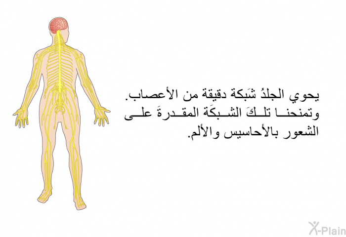 يحوي الجلدُ شَبكة دقيقة من الأعصاب. وتمنحنا تلكَ الشبكَة المقدرةَ على الشعور بالأحاسيس والألم.