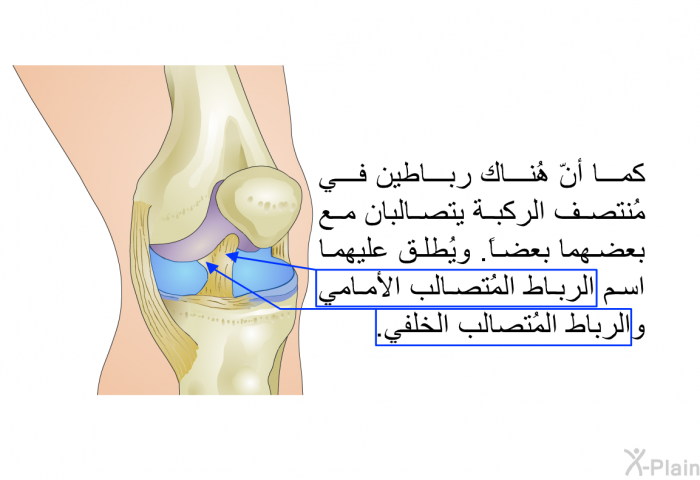 كما أنّ هُناك رباطين في مُنتصف الركبة يتصالبان مع بعضهما بعضاً. ويُطلق عليهما اسم الرباط المُتصالب الأمامي والرباط المُتصالب الخلفي.