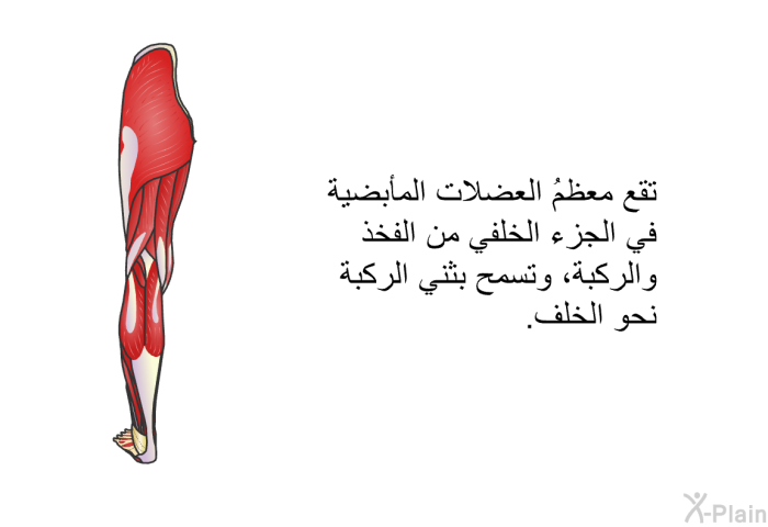 تقع معظمُ العضلات المأبضية في الجزء الخلفي من الفخذ والركبة، وتسمح بثني الركبة نحو الخلف.