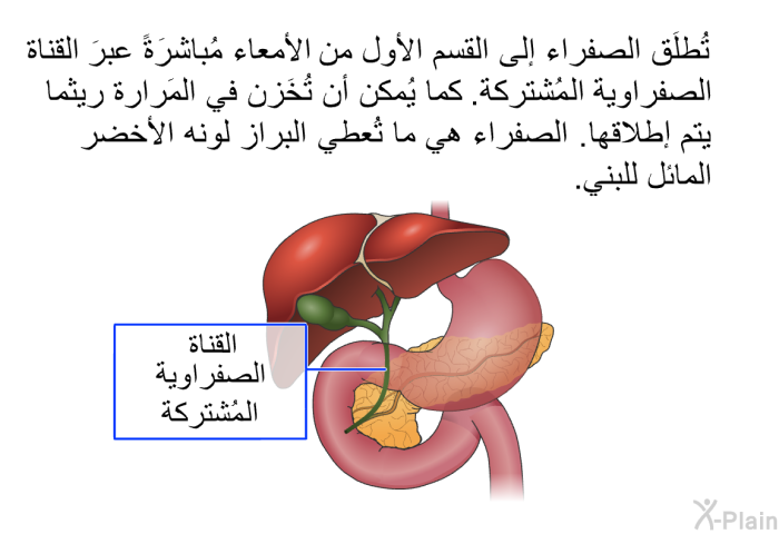 تُطلَق الصفراء إلى القسم الأول من الأمعاء مُباشرَةً عبرَ القناة الصفراوية المشتركة. كما يُمكن أن تُخَزن في المَرارة ريثما يتم إطلاقها. الصفراء هي ما تُعطي البراز لونه الأخضر المائل للبني.