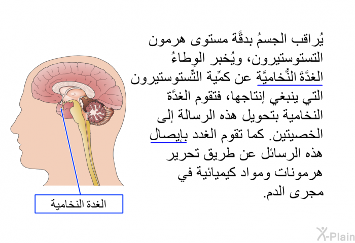 يُراقب الجسمُ بدقَّة مستوى هرمون التستوستيرون، ويُخبر الوِطاءُ الغدَّةَ النُّخاميَّة عن كمِّية التِّستوستيرون التي ينبغي إنتاجها، فتقوم الغدَّة النخامية بتحويل هذه الرسالة إلى الخصيتين. كما تقوم الغدد بإيصال هذه الرسائل عن طريق تحرير هرمونات ومواد كيميائية في مجرى الدم.