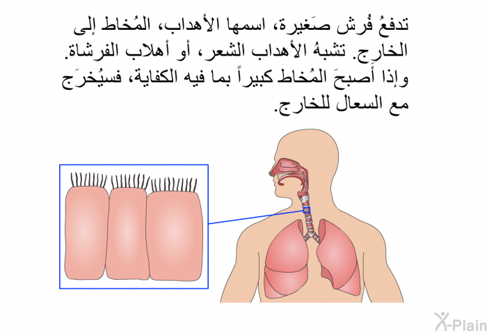 تدفعُ فُرشٌ صَغيرة، اسمها الأهداب، المُخاط إلى الخارِج. تشبهُ الأهداب الشعر، أو أهلاب الفرشاة. وإذا أصبحَ المُخاط كبيراً بما فيه الكفاية، فسيُخرَج مع السعال للخارج.