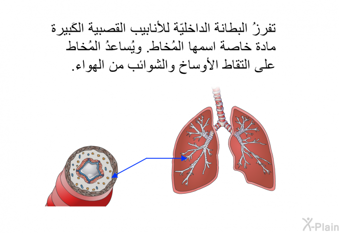 تفرزُ البطانة الداخليّة للأنابيب القصبية الكَبيرة مادّة خاصّة اسمها المُخاط. ويُساعدُ المُخاطُ على التقاط الأوساخ والشوائب من الهواء.