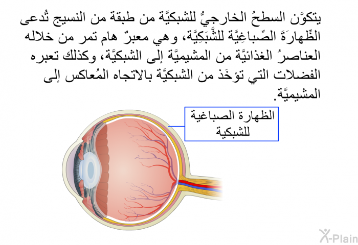 يتكوَّن السطحُ الخارجيُّ للشبكيَّة من طبقة من النسيج تُدعى الظِّهارَةَ الصِّباغِيَّة للشَّبَكِيَّة، وهي معبرٌ هام تمر من خلاله العناصرُ الغذائيَّة من المشيميَّة إلى الشبكيَّة، وكذلك تعبره الفضلات التي تؤخَذ من الشبكيَّة بالاتجاه المُعاكس إلى المشيميَّة.