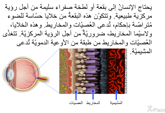 يحتاج الإنسانُ إلى بقعة "أو لطخة صفراء" سليمة من أجل رؤية مركزية طبيعية. وتتكوَّن هذه البقعةُ من خلايا حسَّاسة للضوء مُتراصَّة بإحكام، تُدعى العُصيَّات والمخاريط. وهذه الخلايا، ولاسيَّما المخاريط، ضروريَّةٌ من أجل الرؤية المركزيَّة. تتغذَّى العُصيَّات والمخاريط من طبقة من الأوعية الدمويَّة تُدعى المشيميَّة.