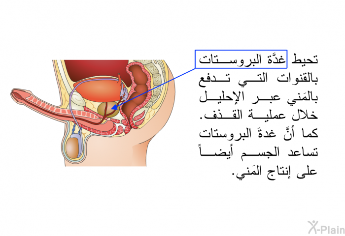 تحيط غدَّةُ البروستات بالقنوات التي تدفع بالمَني عبر الإحليل خلال عملية القذف. كما أنَّ غدةَ البروستات تساعد الجسم أيضاً على إنتاج المَني.