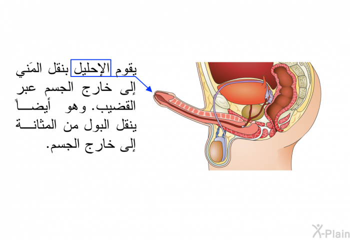 يقوم الإحليلُ بنقل المَني إلى خارج الجسم عبر القضيب. وهو أيضاً ينقل البول من المثانة إلى خارج الجسم.